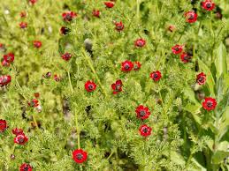 Image result for Aeollanthus ukamensis