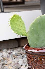It is grown all over mexico, in some parts of the united states and also the mediterranean area. How To Propagate Prickly Pear Cactus Using Pads