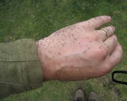 Midges tend to come out in scotland around the end of may and will hang around annoying us until the middle of september. Insects Mountaineering Scotland