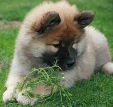 At times we may only have a few italian greyhound available so we do hope you check back soon to find. 20 Eurasier Dog Ideas Eurasier Dog Photos Dogs