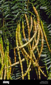 Image result for Prosopis juliflora