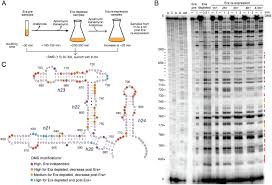 Era fm 103.3 fm, kuala lumpur, malaysia. Role Of Era In Assembly And Homeostasis Of The Ribosomal Small Subunit Biorxiv