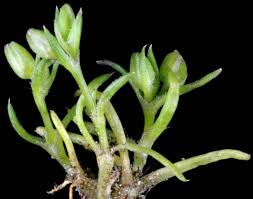 Image result for Sagina abyssinica