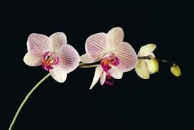 what is the difference between a dendrobium phalaenopsis