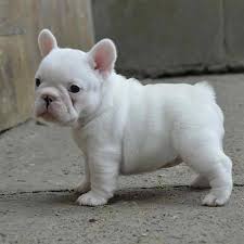 We are family located in adrian, mi that sells only french bulldog puppies. French Bulldog 700 Michigan French Frenchie Bulldogs For Sale Facebook