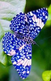 Es Bellisima Imagenes De Mariposas Bellos Insectos Mariposas De Colores