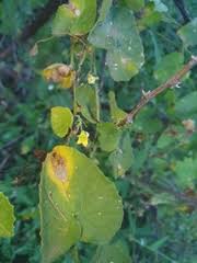 Image result for Kedrostis foetidissima