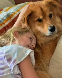 Roary The Great (@goldencolliedog) • Instagram photos and videos