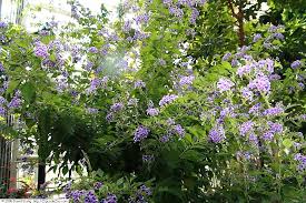 I started it from a cutting. Duranta Erecta Pigeon Berry North Carolina Extension Gardener Plant Toolbox