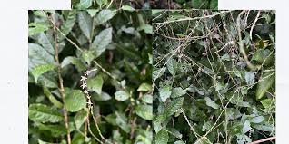 Image result for Petiveria