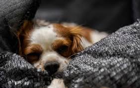 Diagnóstico de trombocitopenia en perros. Plaquetas En Perros Cuando Y Por Que Son Altas O Bajas Posibles Casos Vida Con Mascotas