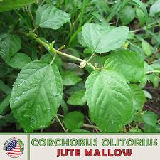 Image result for Corchorus olitorius