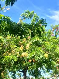 Shower Trees In Honolulu Hawaii Honolulu Plants