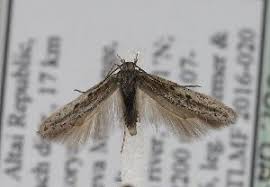 Image result for Scrobipalpula diffluella