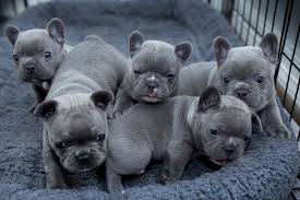 They were packed tightly in plastic crates, suffering from various stages of heat exhaustion; Available Puppies Blueprinted Paws Houston Texas Blue Frenchies French Bulldogs Puppies