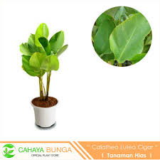 Tanaman Hias Calathea Lutea I Pisang Calathea Shopee Indonesia