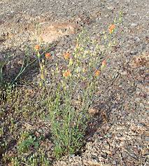 Image result for Cienfuegosia gerrardii