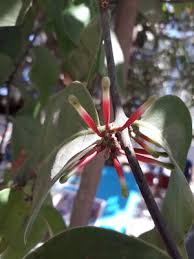 Image result for Englerina woodfordioides