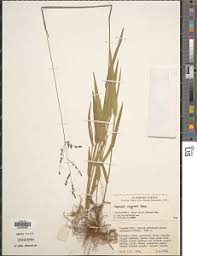 Image result for Panicum flacciflorum
