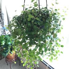 We did not find results for: 17 Popular Indoor Vine Plants That Are Easy To Care For The Self Sufficient Living