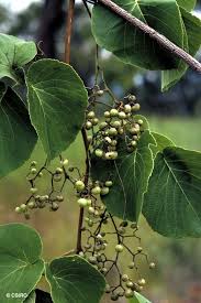 Image result for Cayratia gracilis