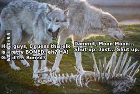 Dammit Moon Moon 9gag