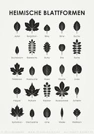 Bogen Heimische Blattformen Zum Bestimmen Und Erkennen Der Blatter Heimischer Baume Poster Kunstdruck Und Postkarte Illustr Shape Posters Leaf Shapes Iris