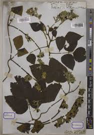 Image result for Rhynchosia hirta