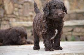 Gorgeous Newfypoo Puppies Up For Adoption Newfiedoodle Newfypoo Newfy Poodle Puppy Puppies Newfypoopuppies F1b Puppies Puppies For Sale Cute Puppies