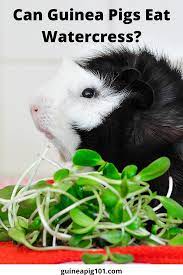 Pin On Vegetables For Guinea Pigs