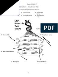 Ib dna structure replication review key 2 6 2 7 7 1. Biology 12 Unit 5 Dna Worksheet Dna Strucuture 1 Nucleotides Base Pair