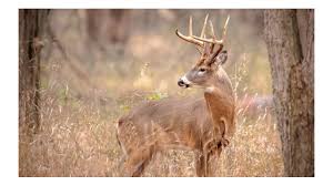 Fort Knox AFI Whitetail Camp