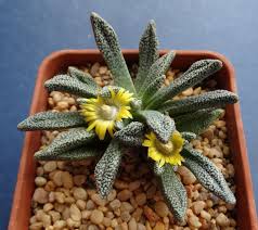 Image result for Nananthus