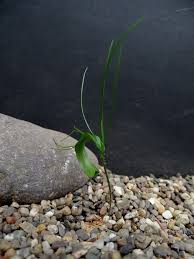 Image result for Eriospermum mackenii