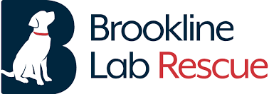 Check spelling or type a new query. Home Brookline Labrador Retriever Rescue Brookline Labrador Retriever Rescue