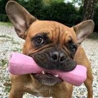 When your puppy chews on it, the cold frozen rope can numb the puppy teething pain and soothe the swollen gums. Puppy Teething Remedies For Painful Little Gums