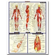 Homeostasis and the language of anatomy Wall Art Picture Canvas Painting Vintage Human Brain Retro Poster Print Body Map Pictures For Surgical Anatomy No Frame Buy At The Price Of 6 00 In Aliexpress Com Imall Com