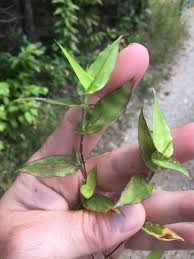 Image result for Arthraxon