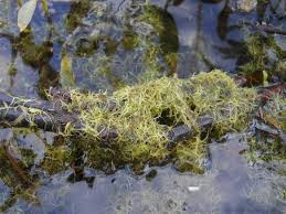 Image result for Wolffiella