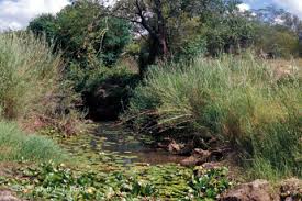 Image result for Najas horrida