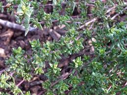 Just like other thyme varieties, creeping thyme is edible with a flavor and aroma akin to mint when crushed or steeped for teas or tinctures. What Does Thyme Look Like A Useful Guide For Growing Thyme