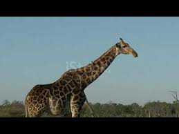Johari & oliver giraffe live cam animal adventure park, new york. Youtube Johari Giraffe Animal Adventure Park Anticipating Another Baby Giraffe Birth