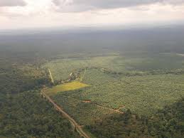Sabah forestry department, rafflesia information centre, tambunan, sabah, malaysia. Rhino And Forest Fund E V Back To Nature For The First Time Palm Oil Plantations Are Being Turned Back Into Protected Rainforest