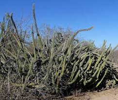 Image result for Anthephora pungens