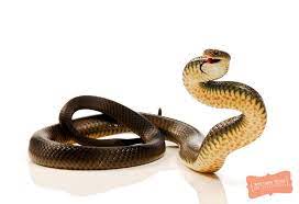 Eastern Brown Snake Pseudonaja Textilis In A Threat Display It Is An Elapid Snake Native To Australia It Is One Of The Wo Snake Reptiles Beautiful Snakes