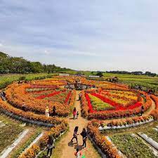 Ia merupakan sebuah resort dan dalam masa yang sama tempat mandi orang awam. Destinasi Wisata Taman Dewi Cemara Atau Crop Circle Kedungmalang Papar Kediri Wisata Oke