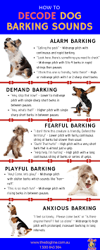 Decoding Dog Barking Sounds The Dog Line