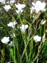 Image result for Linaceae