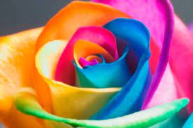 These beautiful pictures of pretty flowers are free stock photos and can be downloaded and commercially used because they are licensed under the free pexels license. The Meaning Behind Flower Colors Bloomnation Blog