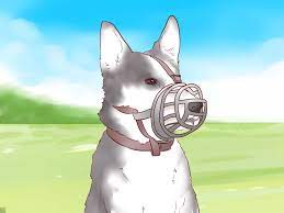 Time out can be used for puppy biting. How To Train A Puppy Not To Bite 9 Steps With Pictures
